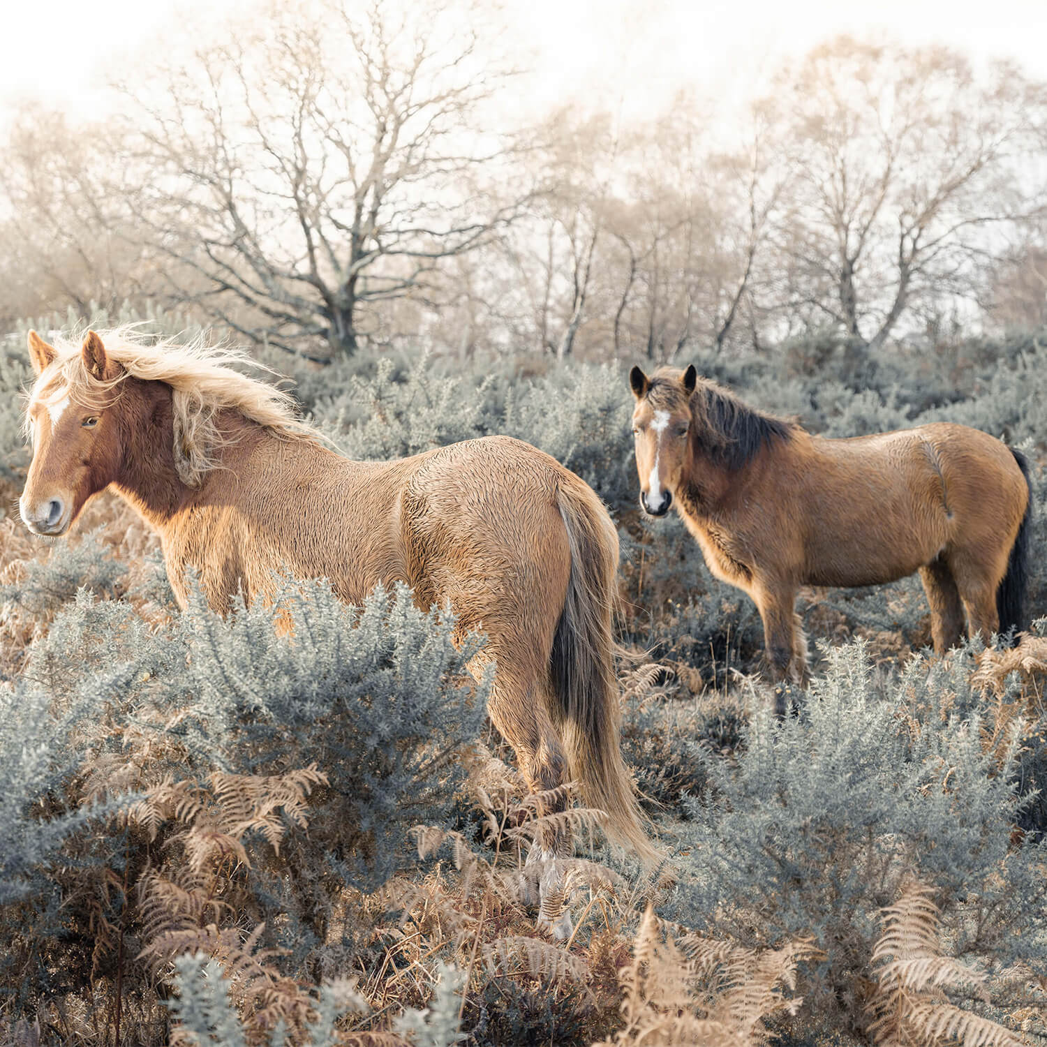Carta da parati - Cavalli nella nebbia del mattino, image size:1500x1500