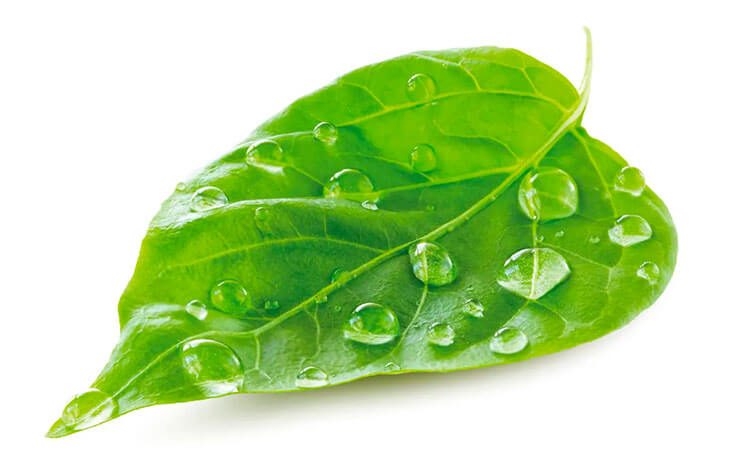 Need photo wallpaper for a hospital or nursery? We supply PVC-free &amp; Environment-friendly photo wallpaper